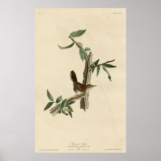 Vogel, Amerika, Bewick Wren, Audubon, Poster (Voorkant)