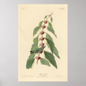 Vogel, Amerika, Blauwe Groene Warbler, Audubon, Vi Poster (Voorkant)