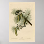 Vogel, Amerika, Crested Titmouse, Audubon, Poster (Voorkant)