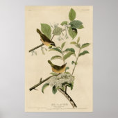 Vogel, Amerika, Geel Gebost Warbler, Audubon Poster (Voorkant)