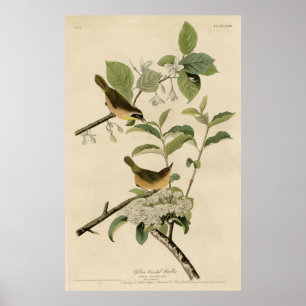 Vogel, Amerika, Geel Gebost Warbler, Audubon Poster