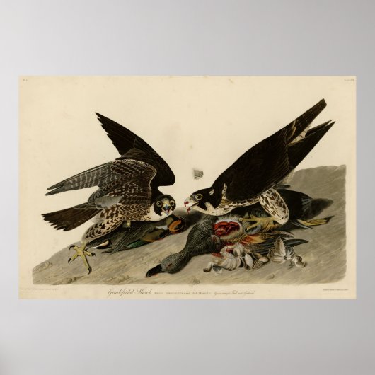 Vogel, Amerika, Great Footed Hawk, Audubon, Poster (Voorkant)