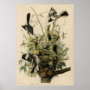 Vogel, Amerika, Mocking Bird, Audubon, Poster
