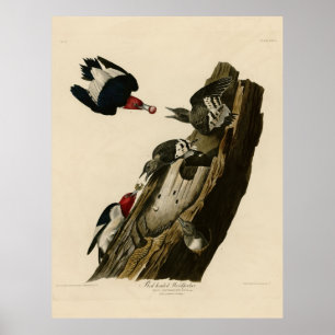 Vogel, Amerika, Red Headed Woodpecker, Audubon, Vi Poster
