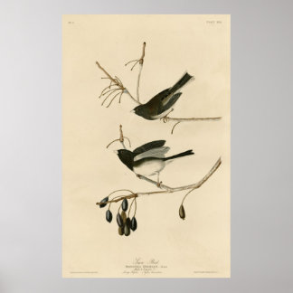 Vogel, Amerika, sneeuwvogel, Audubon, Poster