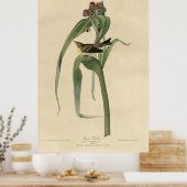 Vogel, Amerika, Vigor Warbler, Audubon,  Poster (Keuken)