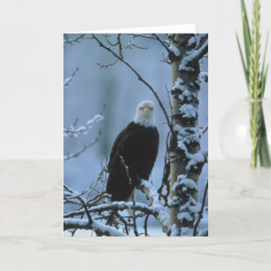 Vogel/Bald Eagle in wintersneeuw Kaart