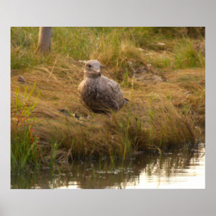 Vogel bij het water poster
