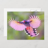 vogel briefkaart (Voorkant / Achterkant)