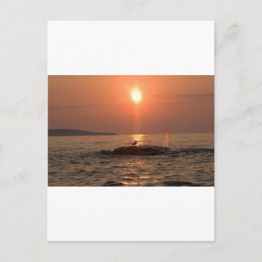 vogel briefkaart (Voorkant)