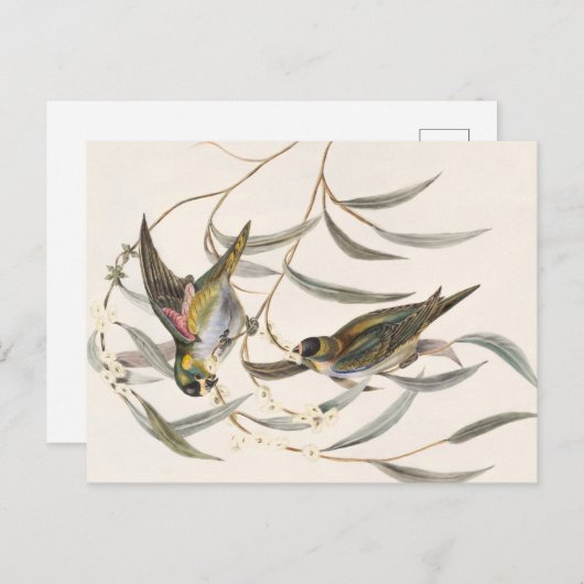  vogel briefkaart (Voorkant / Achterkant)