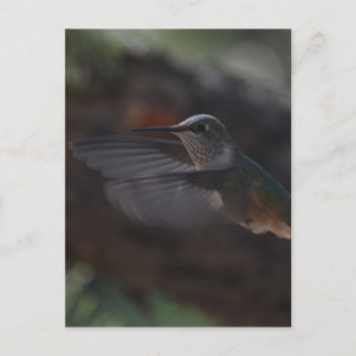 Vogel Briefkaart