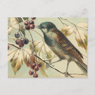  vogel briefkaart
