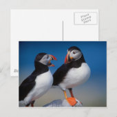 vogel een paar puffins briefkaart (Voorkant / Achterkant)
