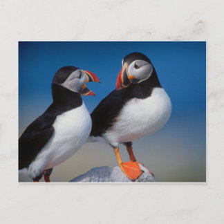 vogel een paar puffins briefkaart
