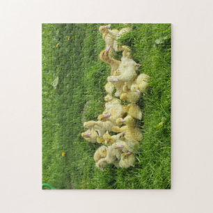 vogel, eend, eendje, geel, natuur, schattig, baby, legpuzzel