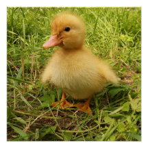vogel, eend, eendje, geel, natuur, schattig, baby,
