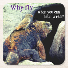 Vogel en zee leguaan