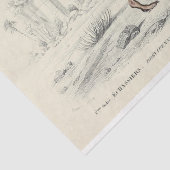 Vogel Ephemera Decoupage Franse struisvogel Tissuepapier (Detail)