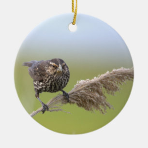 Vogel Foto Ornament