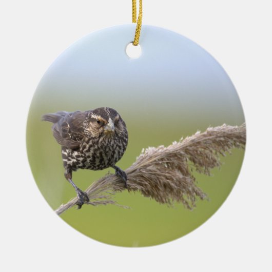 Vogel Foto Ornament (Voorkant)