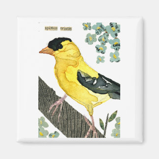 Vogel: goudvink magneet