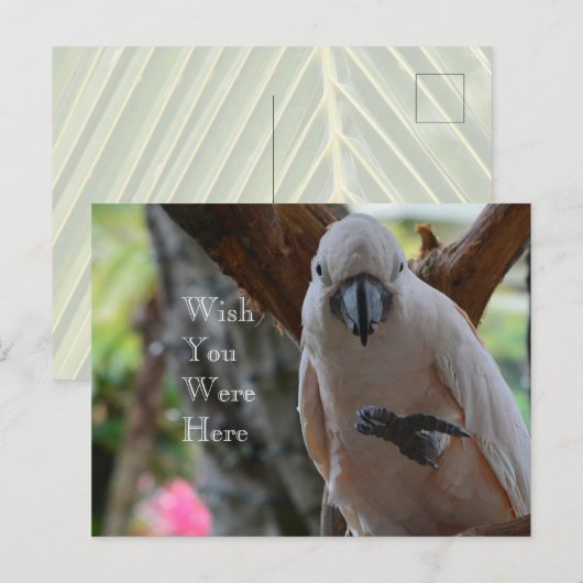 Vogel in de boom Kauai Briefkaart (Voorkant / Achterkant)