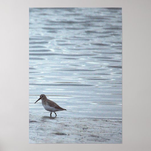 Vogel op de Strand Poster (Voorkant)