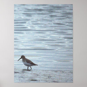 Vogel op de Strand Poster