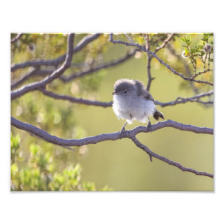 Vogel op Twig (Bushtit) Foto Afdruk