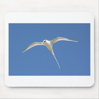 Vogel Paille en Queue Maurice Muismat
