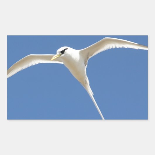 Vogel Paille en Queue Maurice Rechthoekige Sticker (Voorkant)