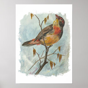  vogel poster