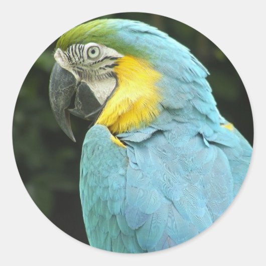  vogel ronde sticker (Voorkant)