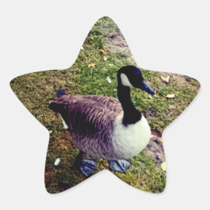 vogel ster sticker