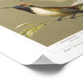 vogel uit de jaren 1800, Hummingbird Print (Hoek)