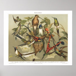  vogel uit de jaren 1800, Hummingbird Print