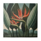  vogel van de Botanische tempel van Flora van het  Tegeltje (Voorkant)