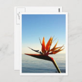 Vogel van het Briefkaart van Paradise (Voorkant / Achterkant)