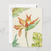 Vogel van het briefkaart van Paradise (Voorkant / Achterkant)