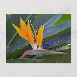 Vogel van het Briefkaart van Paradise