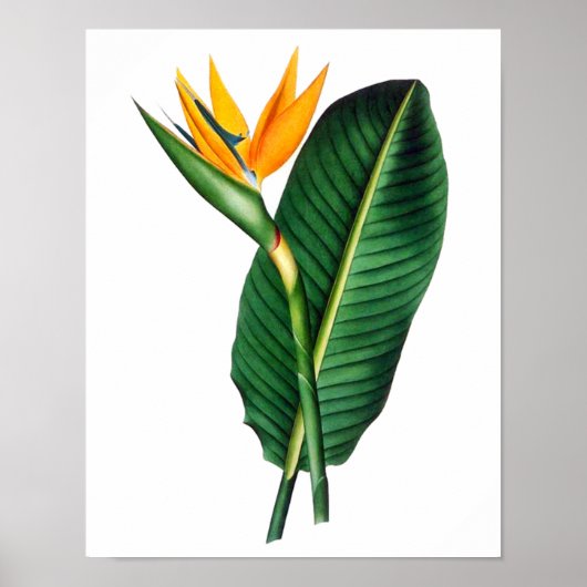 Vogel van het paradijs Afdrukken 1 Tropisch botani Poster (Voorkant)