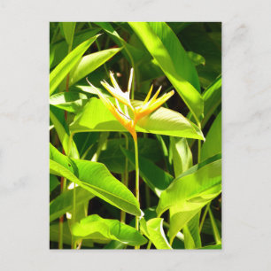 Vogel van het Paradijs Briefkaart