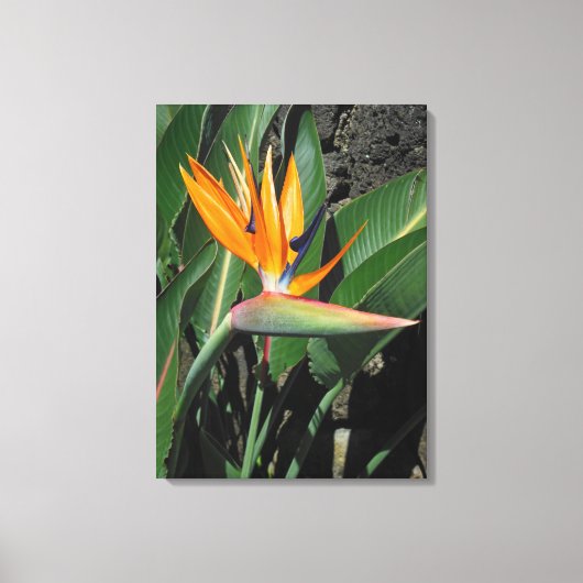 Vogel van het Paradijs Canvas Afdruk (Voorkant)