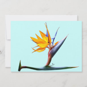 Vogel van het Paradijs Kaart