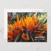 Vogel van het Paradijs, MADEIRA Briefkaart (Voorkant / Achterkant)