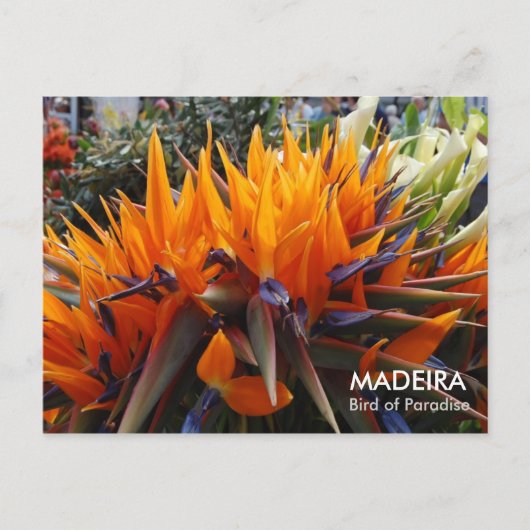 Vogel van het Paradijs, MADEIRA Briefkaart (Voorkant)