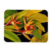 Vogel van het Paradijs Magneet (Horizontaal)