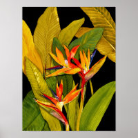 Vogel van het Paradijs