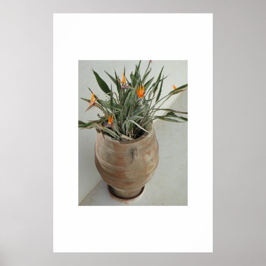 Vogel van het Paradijs Poster (Voorkant)